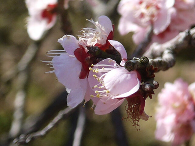 Prunus mume 'Ohginagashi'