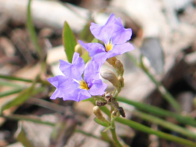 Blue fan flower