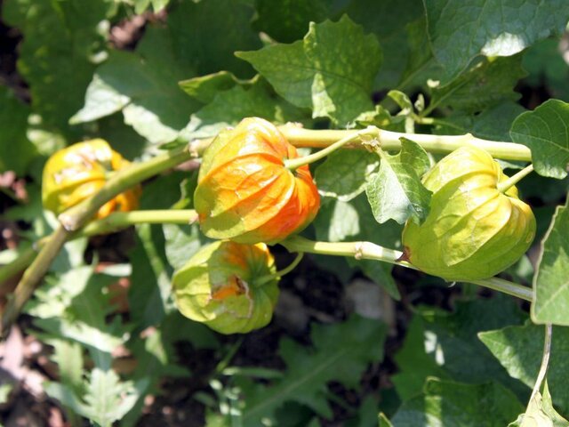 orange fruit flowers