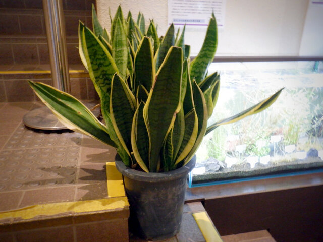 Snake Plant