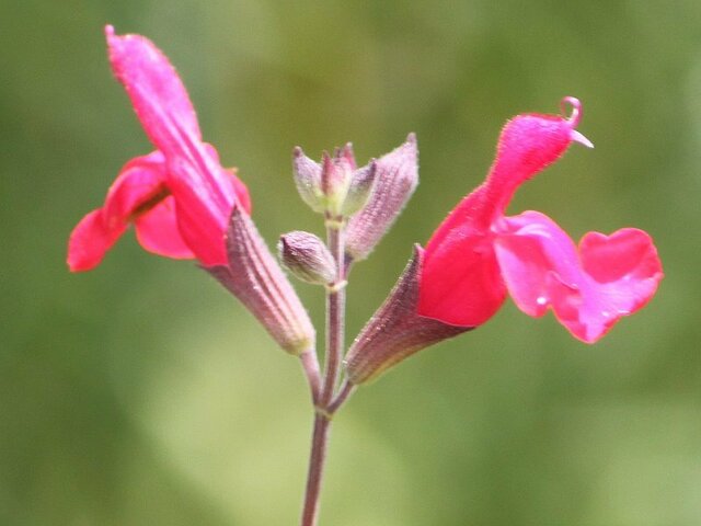 Salvia microphylla