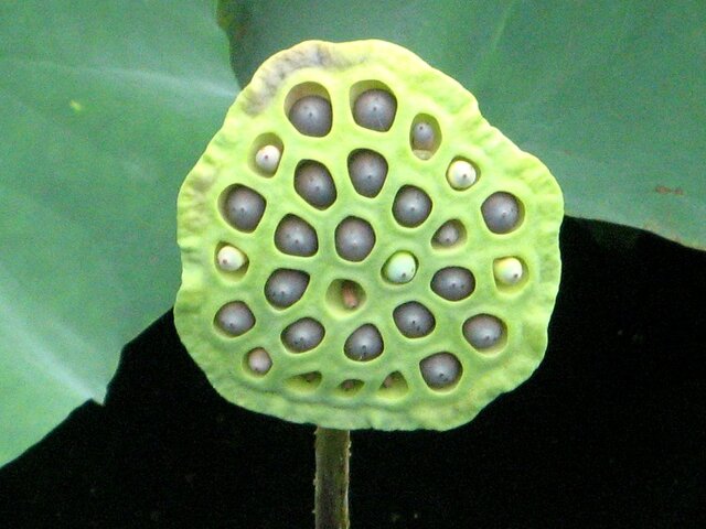 Nelumbo nucifera