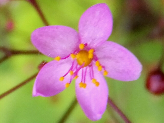 Talinum crassifolium