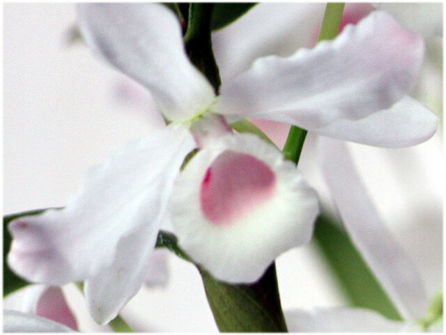 Dendrobium smirie 