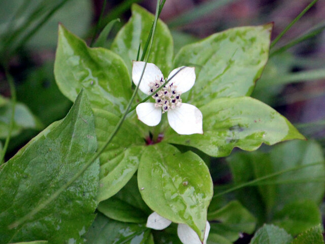  Cornus canadense