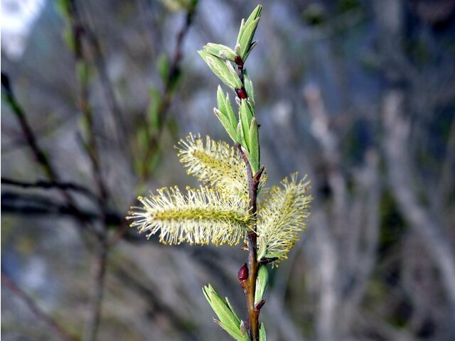 rose-gold pussy willow