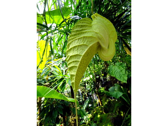 Aristolochia grandiflora