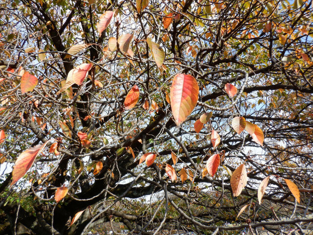 Cherry blossom