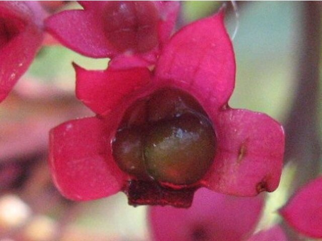 紅萼珍珠寶蓮 Clerodendrum Speciosum 科技研花图画书