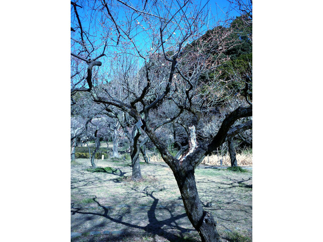 Prunus mume "Gekkyuden"