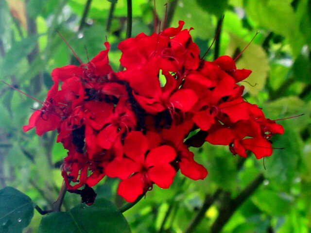 Clerodendrum 