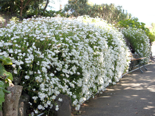 松葉菊のブログ 科技研花图画书