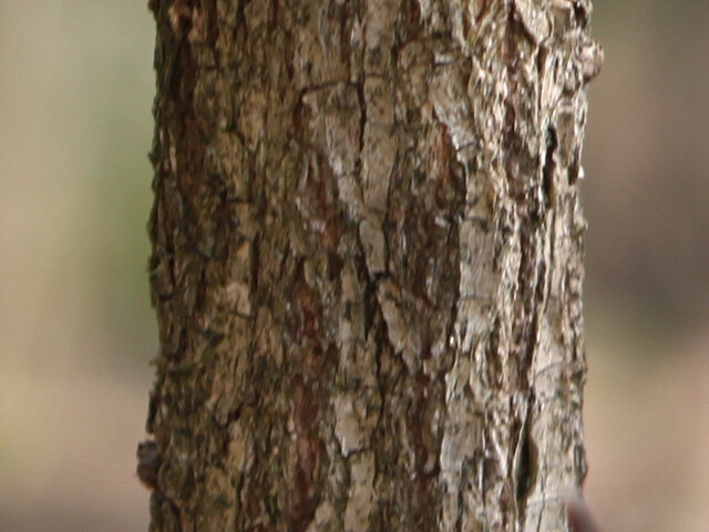 槲树 | Quercus dentata | 科技研花图画书