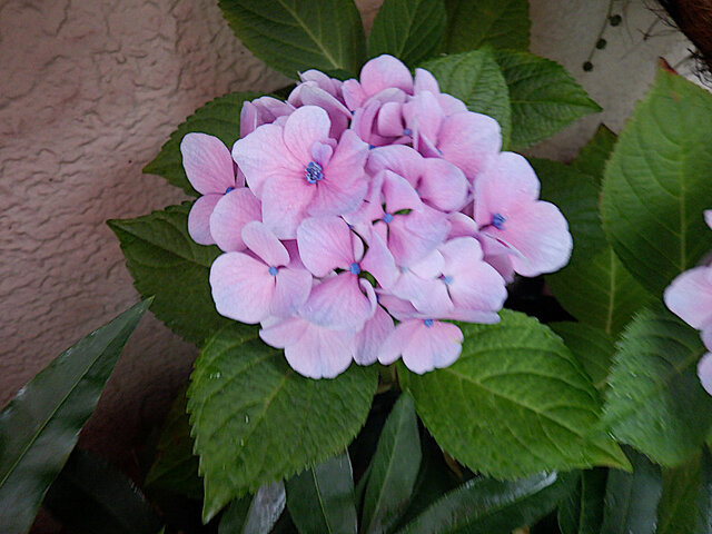 Hydrangea macrophylla