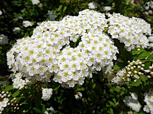 麻叶绣线菊