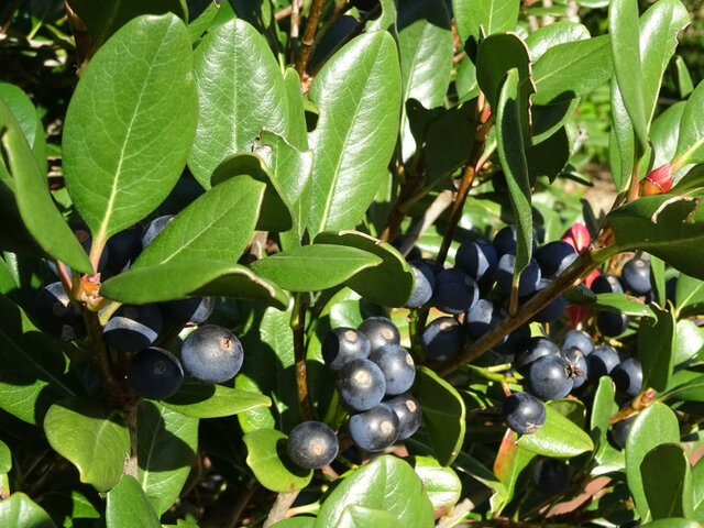  Rhaphiolepis umbellata