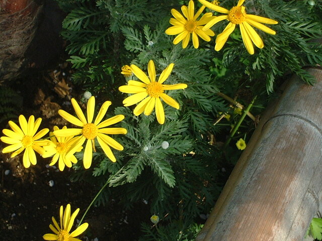 Euryops daisy