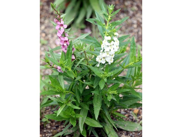 アンゲロニア セレナ Angelonia Serena かぎけん花図鑑