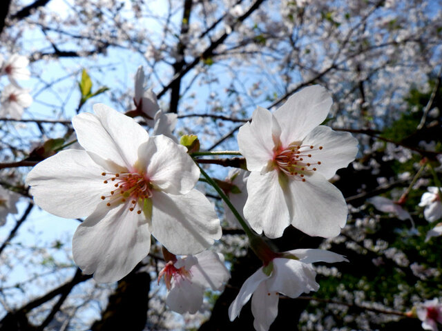 3月28日の誕生花 ヤマブキ エンジュ マメツゲ ソメイヨシノ Flower Database