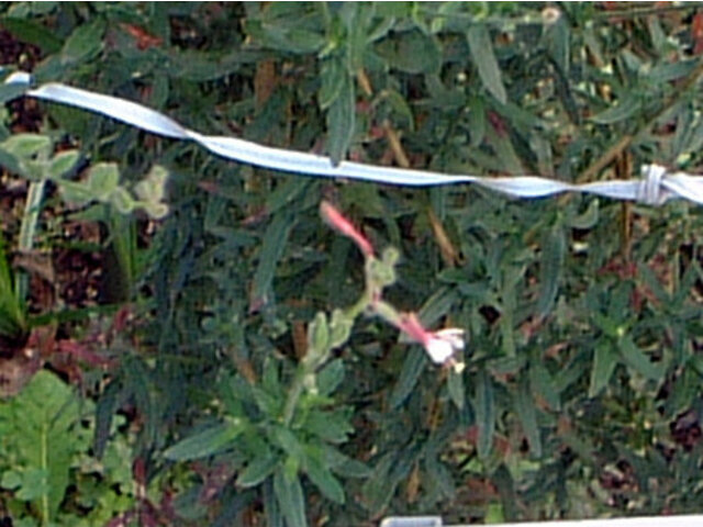 小花山桃草 Gaura Parviflora 科技研花图画书