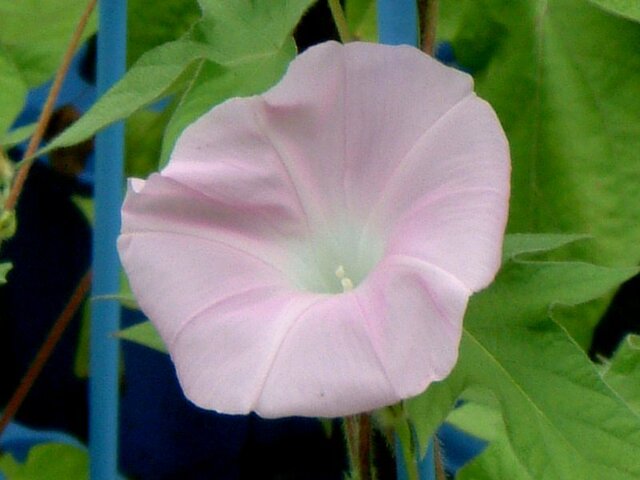 Morning Glory