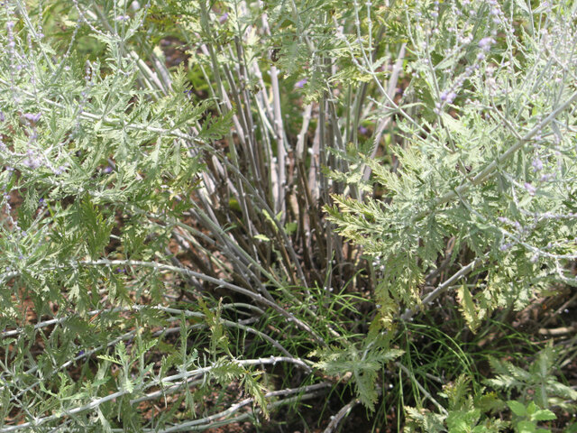 9月の銀色の植物