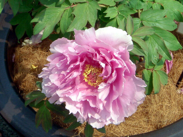 Peony 'KamataFuji' 