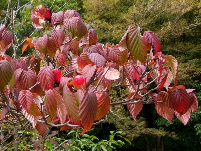 Flowering dogwood