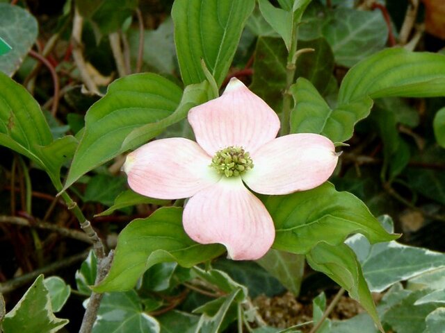 Flowering dogwood