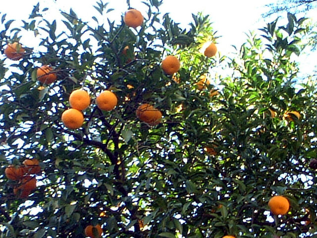 orange fruit flowers