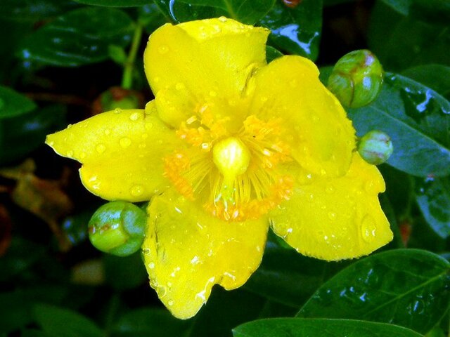 5月に咲く黄色い花 かぎけん花図鑑