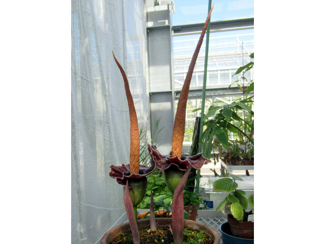 Amorphophallus johnsonii