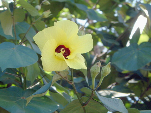 Hibiscus tiliaceus