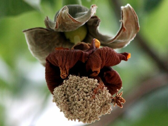 Baobab