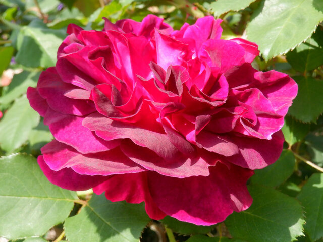 Rose 'Munstead Wood' 