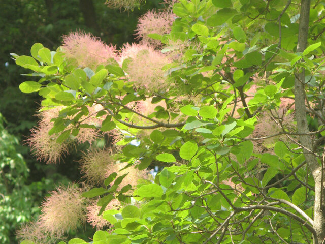 Smoke bush