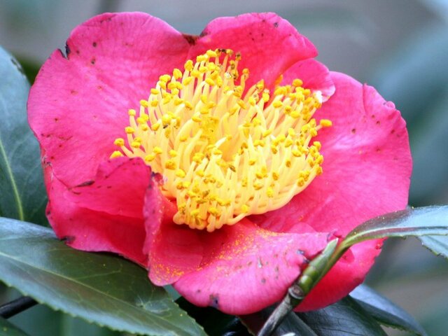 Camellia Nioibeni