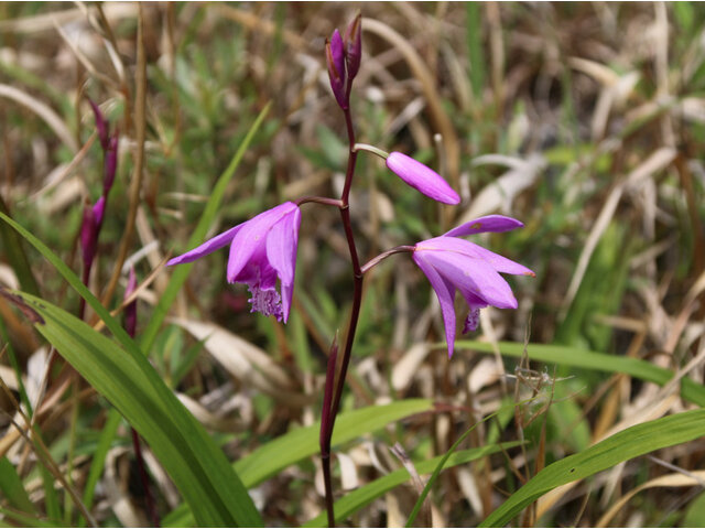 Bletilla striata 