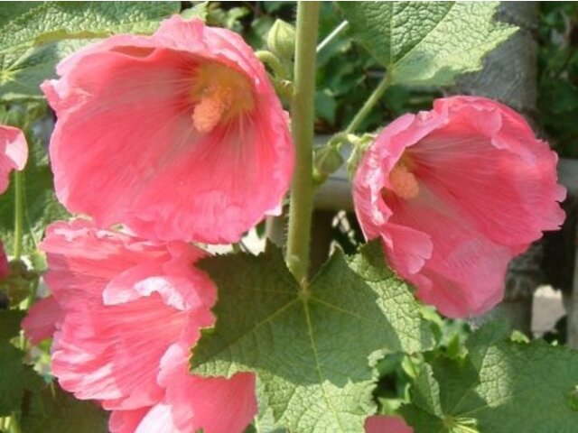 蜀葵 Althaea Rosea 科技研花图画书