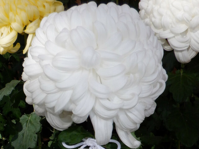 Chrysanthemum 'Yumemi' 