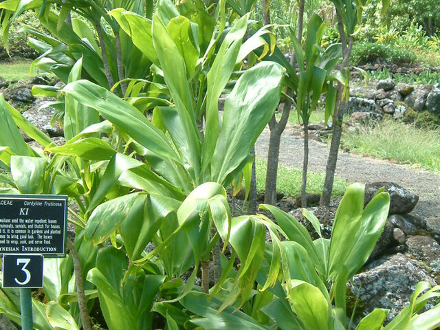 Cordyline fruticosa