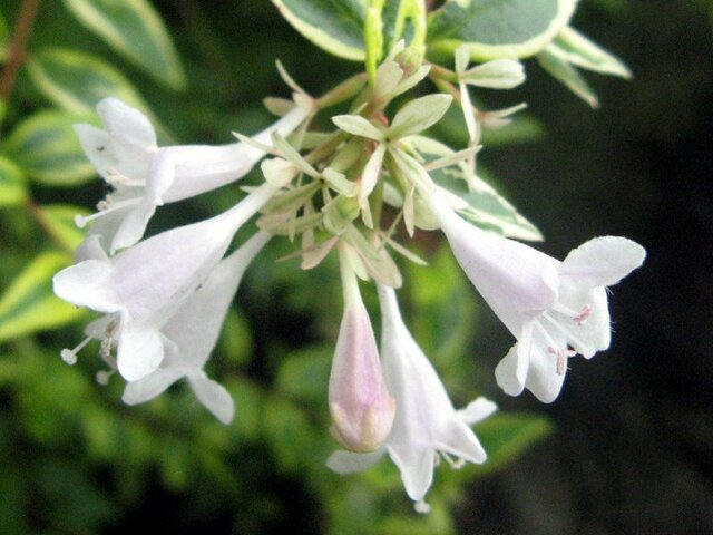 Abelia grandiflora