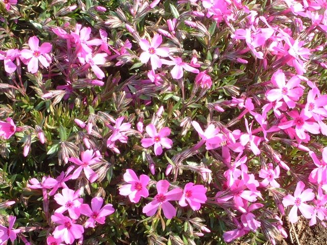 Moss phlox 