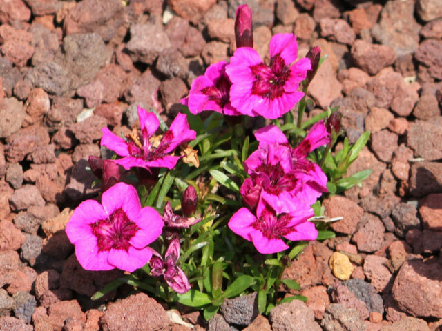 Dianthus alpinus