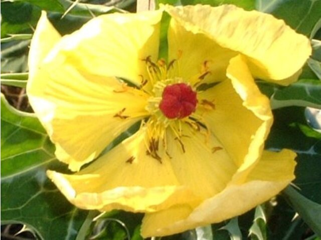 Mexican poppy