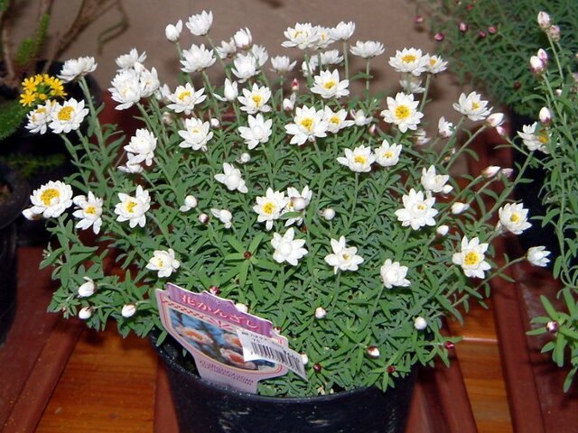 2月28日の誕生花 花簪 月桂樹 春蘭 Flower Database