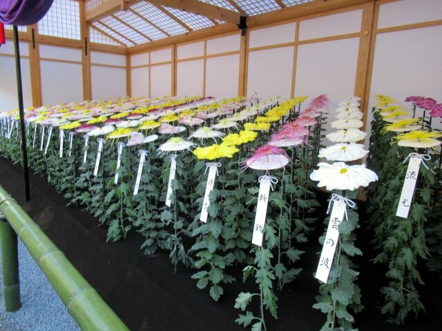 Chrysanthemum Atsumono