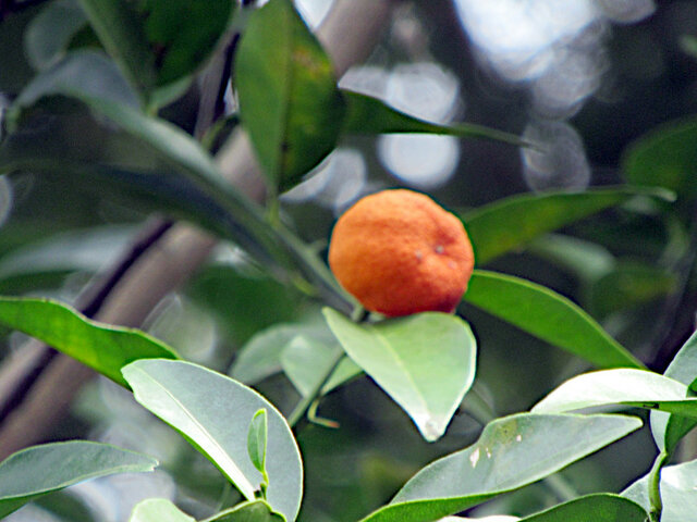 Citrus tachibana