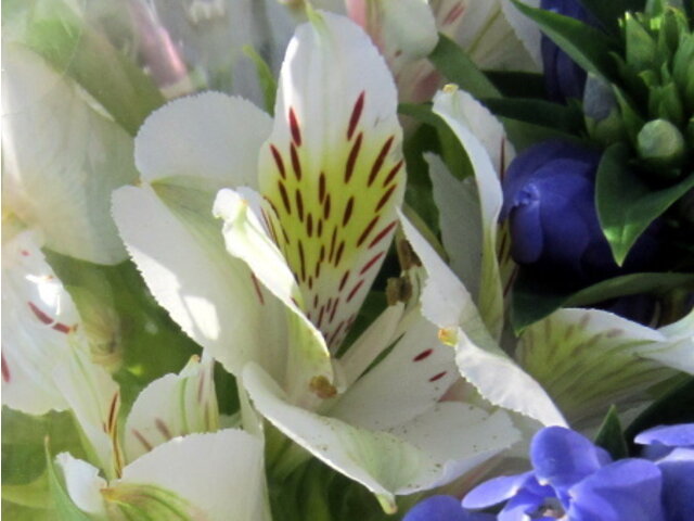 Alstroemeria