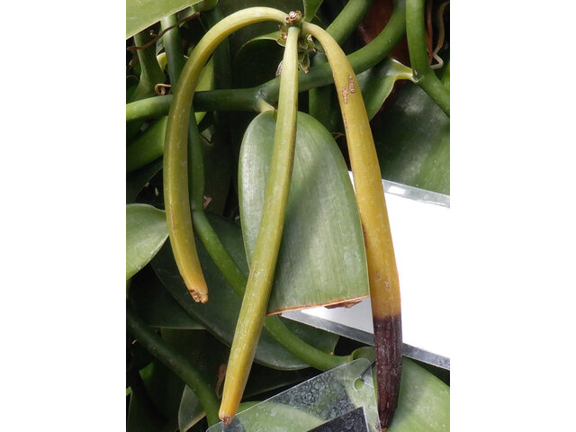 つく7  バニラ（Vanilla planifolia）